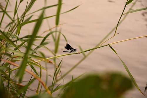 dragonfly  insects  water