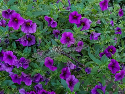 dragonfly  purple flower  petunia