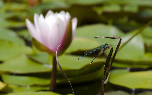 dragonfly  blue  pond