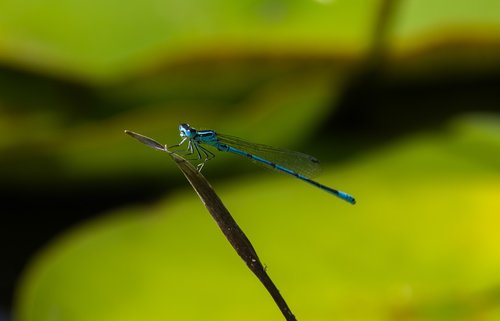 dragonfly  water  nature