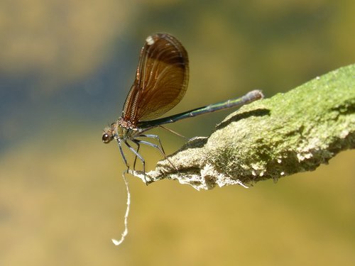 dragonfly  damselfly  black dragonfly