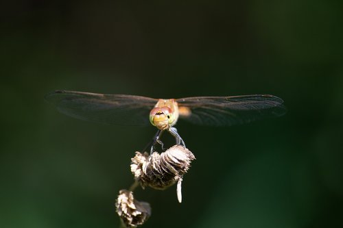 dragonfly  insect  nature