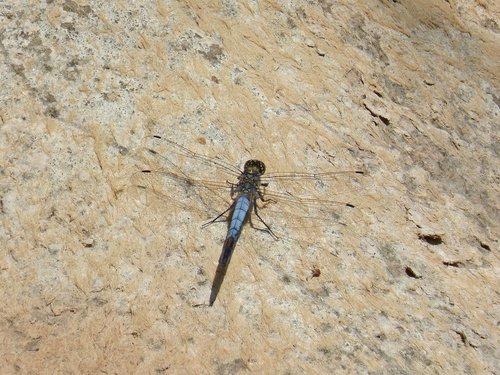 dragonfly  blue dragonfly  parot cuanegre