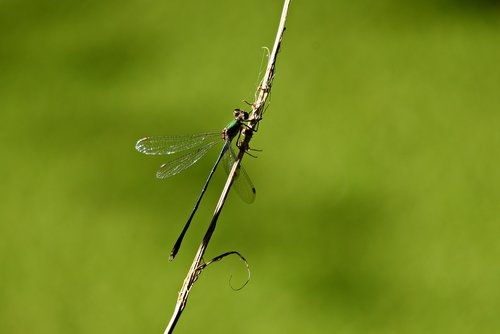 dragonfly  insect  animal