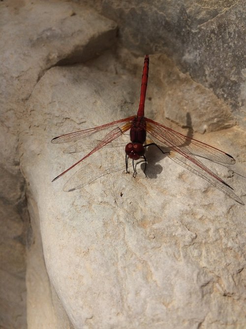 dragonfly  red  insect
