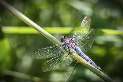 dragonfly  macro  nature