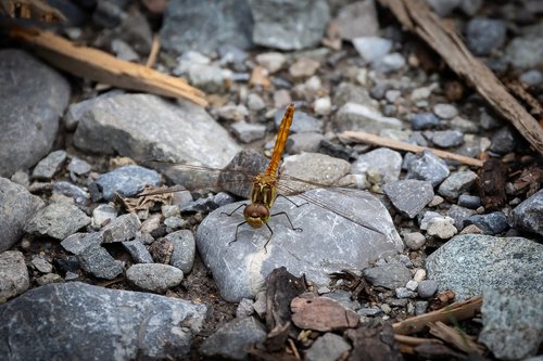 dragonfly  darter sympetrum  insect