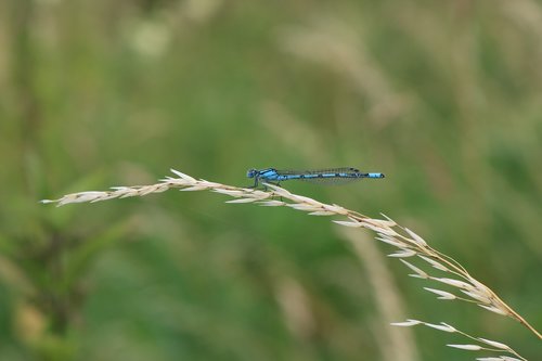 dragonfly  blue  nature