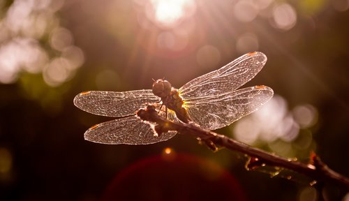 dragonfly  sunset  nature