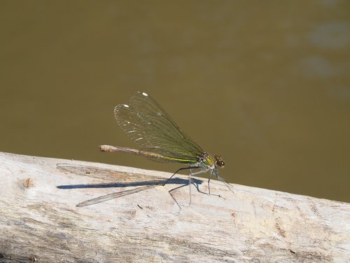 dragonfly  dry wood  running water