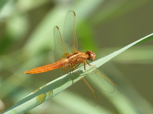 dragonfly  libéula golden  leaf