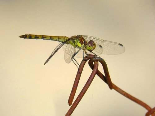 dragonfly  dragonfly tiger  odonato