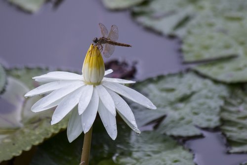 dragonfly  lotus  dragonfly flowers