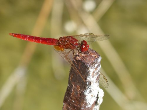 dragonfly  red dragonfly  erythraea crocothemis