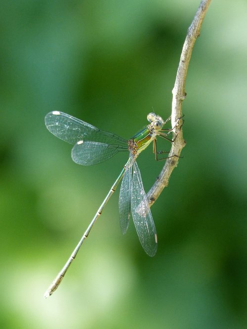 dragonfly  damselfly  green dragonfly