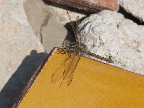dragonfly  orthetrum chrysostigma  beauty