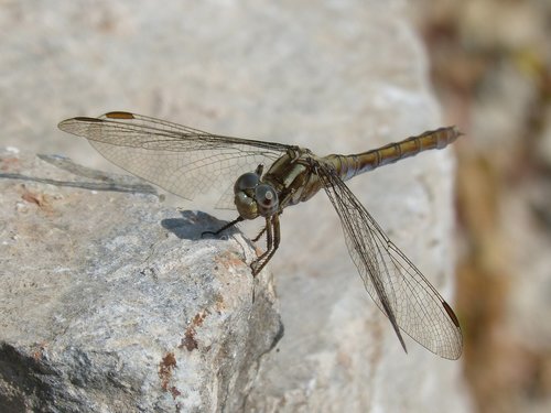 dragonfly  orthetrum chrysostigma  beauty