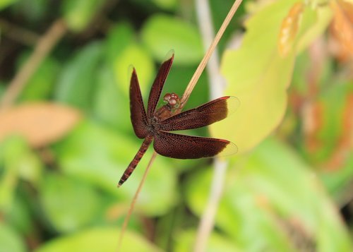 dragonfly  brown  insects