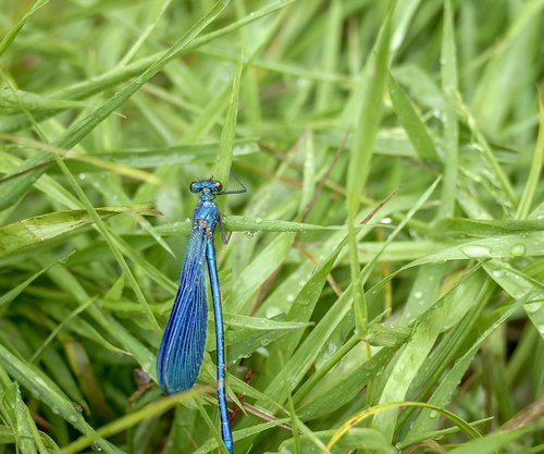 dragonfly  nature  insect