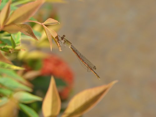 dragonfly  insect  yellow