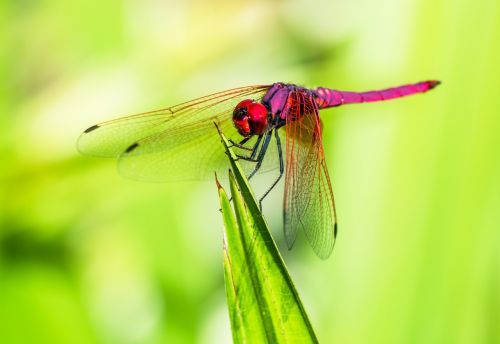 dragonfly insect close