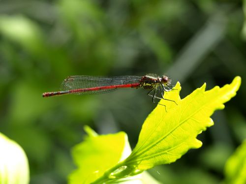 dragonfly red insect