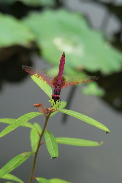 dragonfly  insect  arthropods