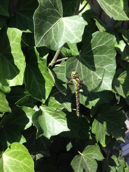 dragonfly  odonata  ivy