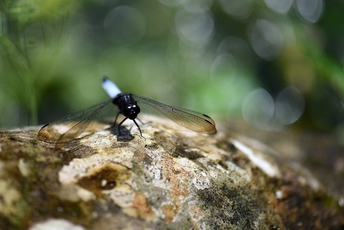 dragonfly  bug  animals