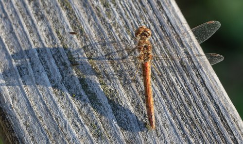 dragonfly  darter sympetrum  wing