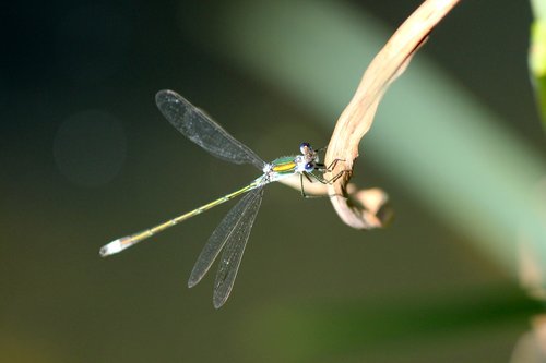 dragonfly  insect  diptera