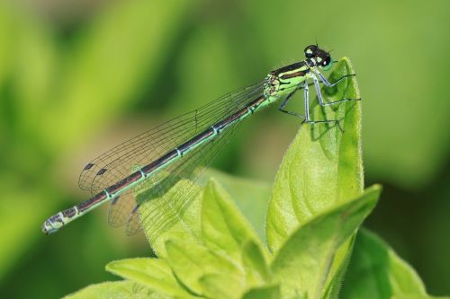 dragonfly insect predatory insect