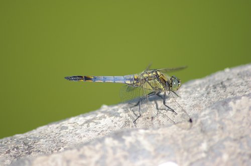 dragonfly  insect  wings