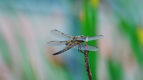 dragonfly  animal  nature