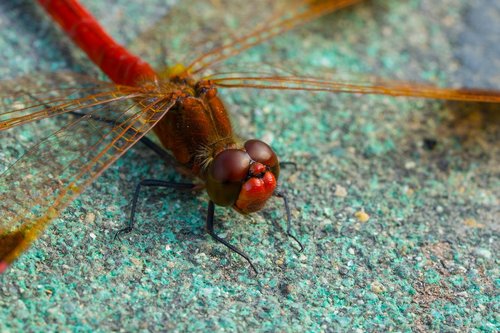 dragonfly  insects  macro