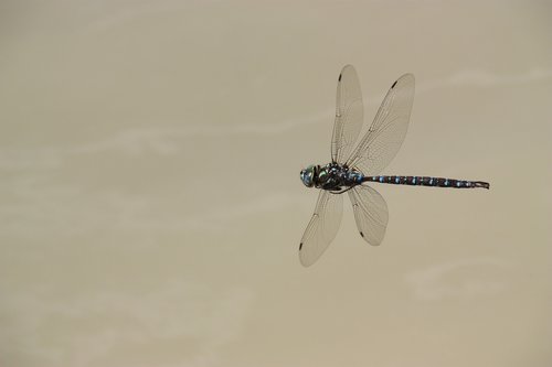 dragonfly  fly  insect