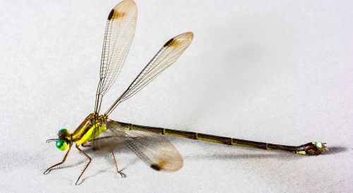 dragonfly insect close