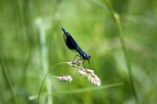 dragonfly  insect  insects