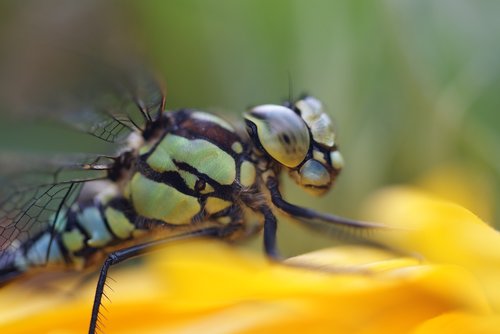 dragonfly  macro  bug