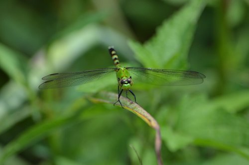 dragonfly  green  bug