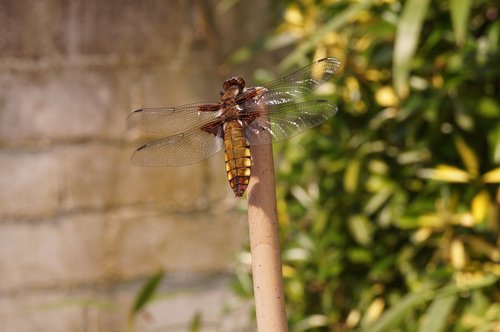 dragonfly  insect  reed