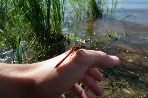 dragonfly hand river