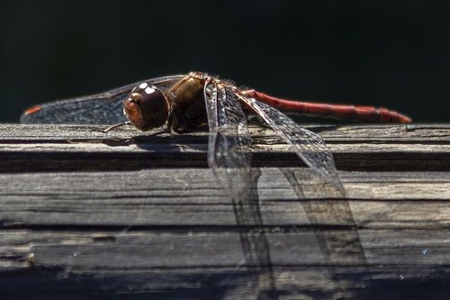 dragonfly  animal  insect