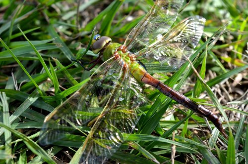 dragonfly  nature  insect