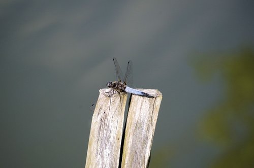 dragonfly  post  pond