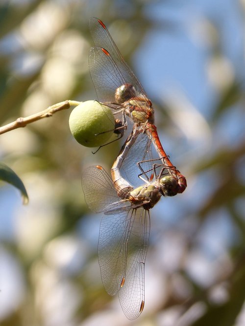 dragonfly  insect intercourse  mating