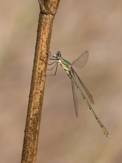 dragonfly  damselfly  green dragonfly