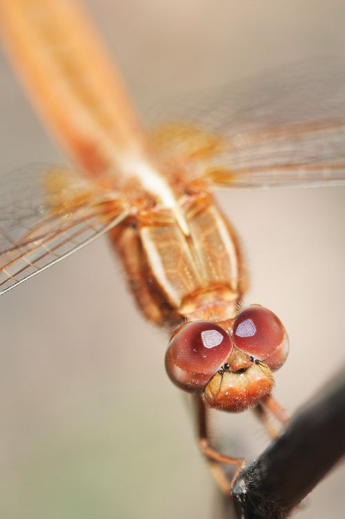 dragonfly macro insect portrait