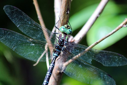 dragonfly  blue  branch