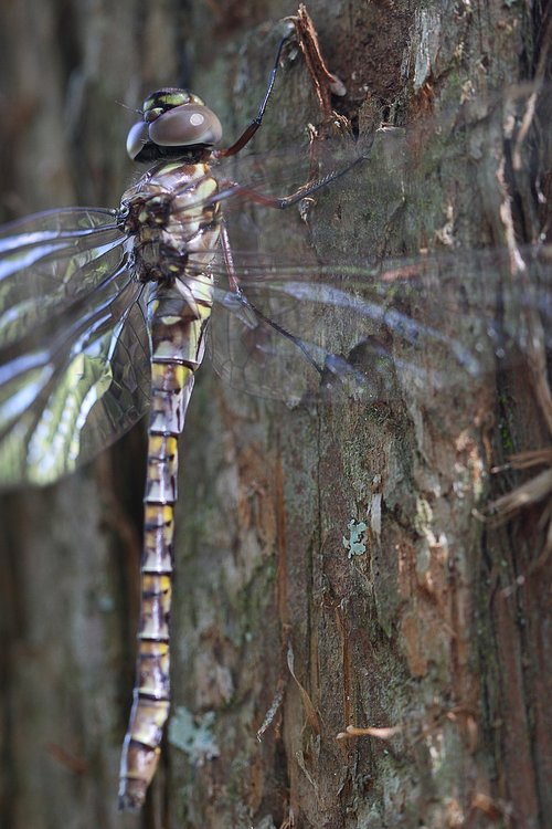 dragonfly  nature  insect